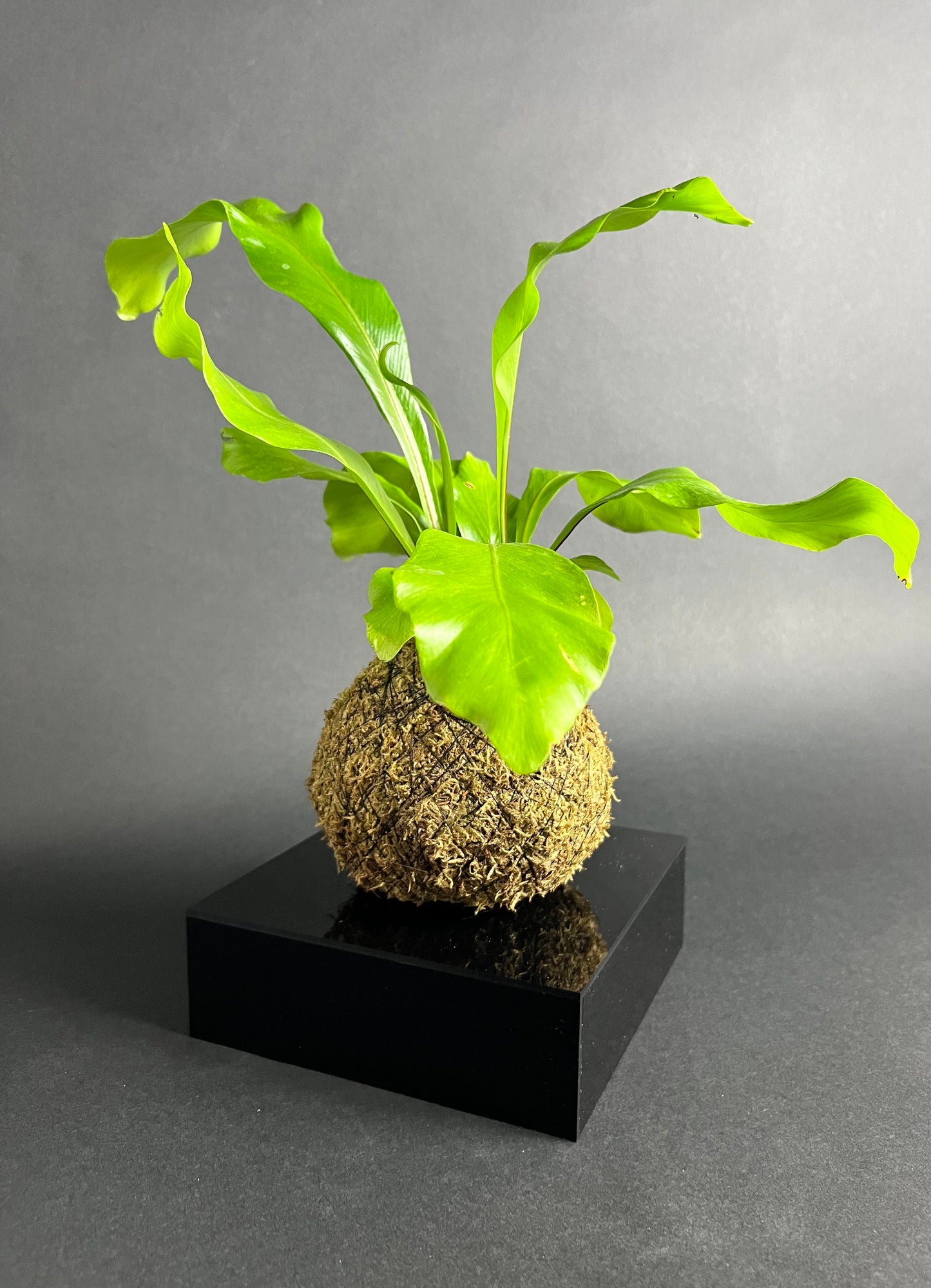 Birds Nest Fern