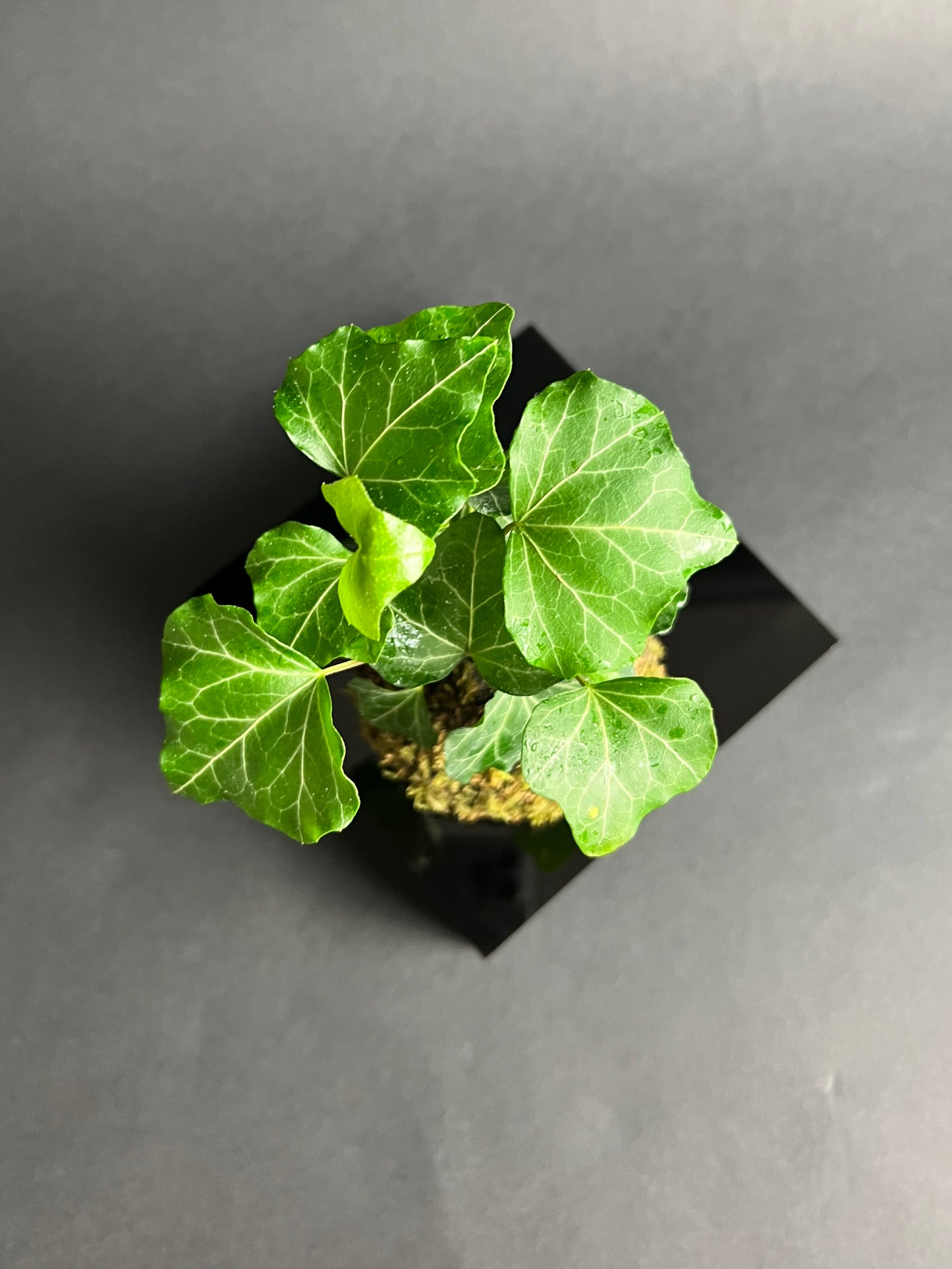 Baltic Ivy