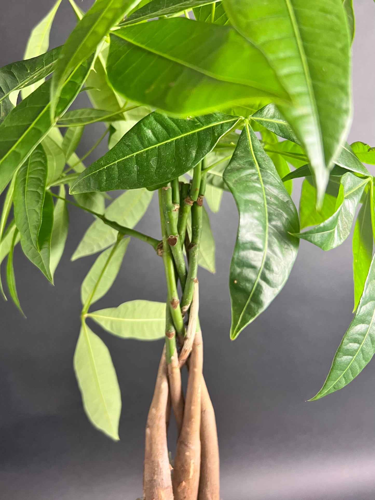 Money Tree