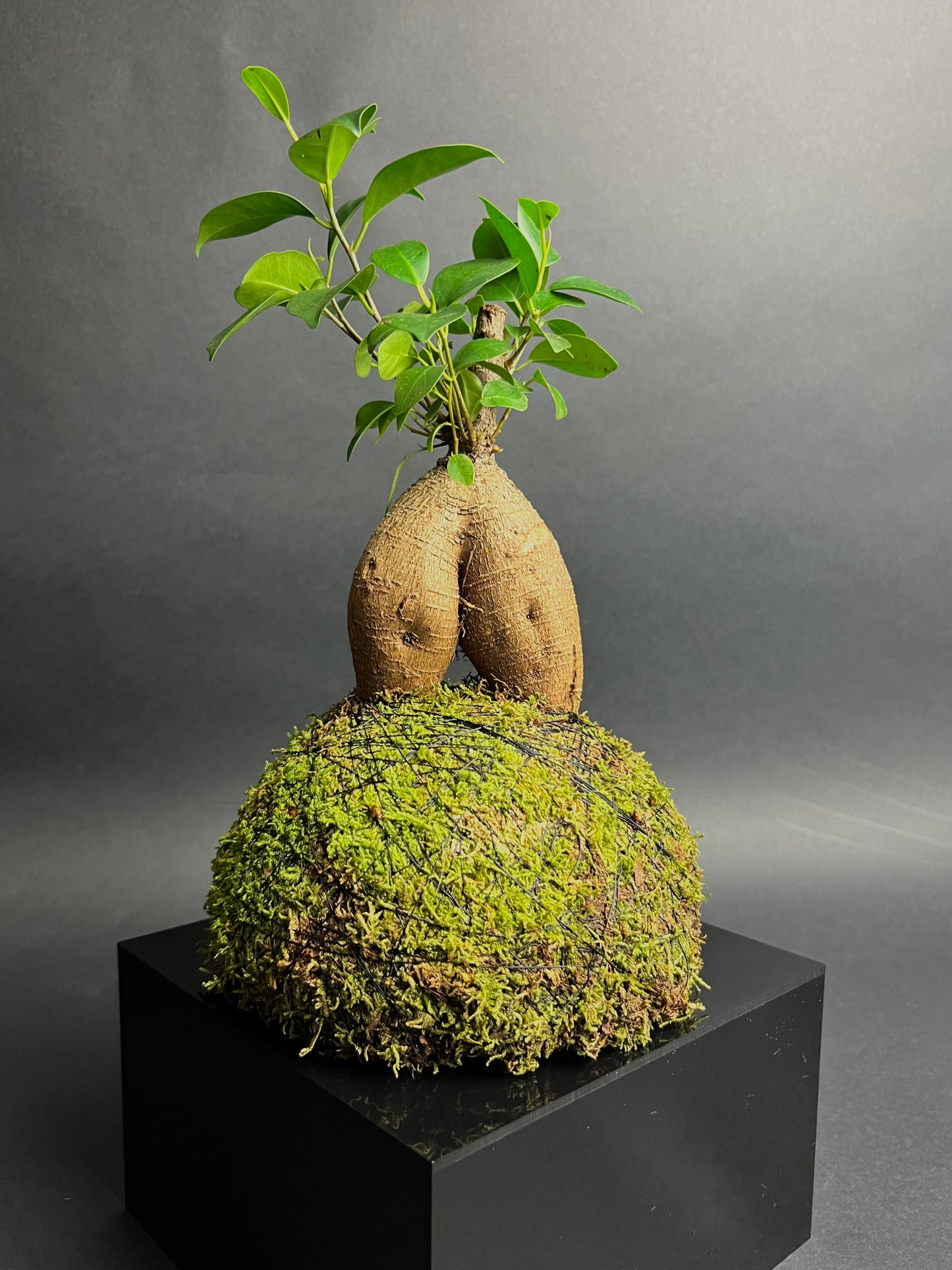 Ficus "Ginseng"