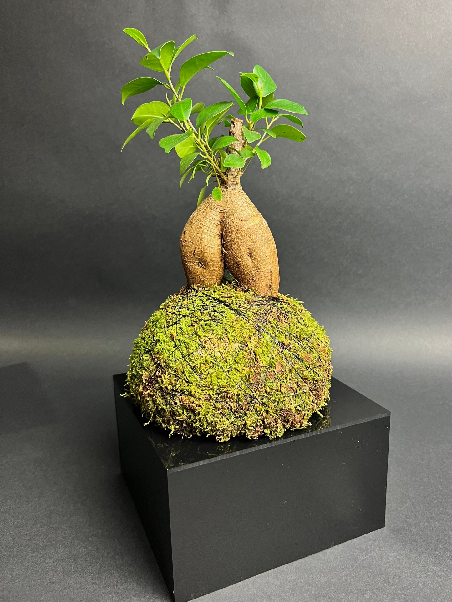 Ficus "Ginseng"