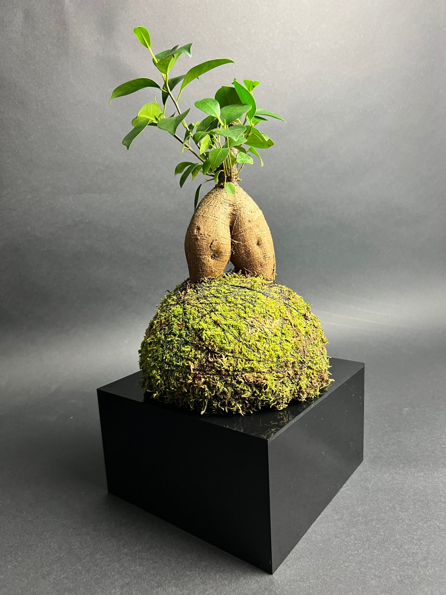 Ficus "Ginseng"