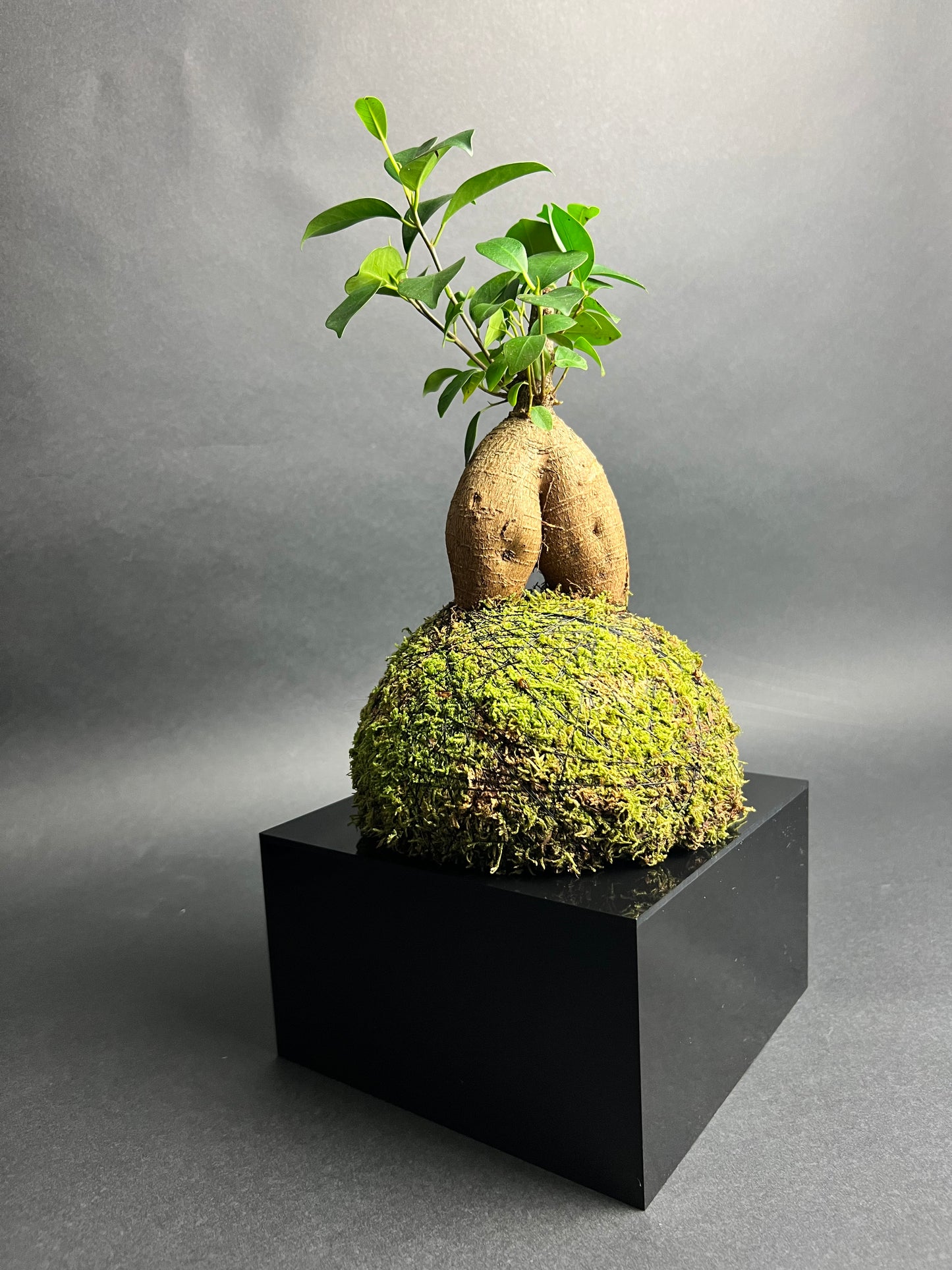 Ficus "Ginseng"