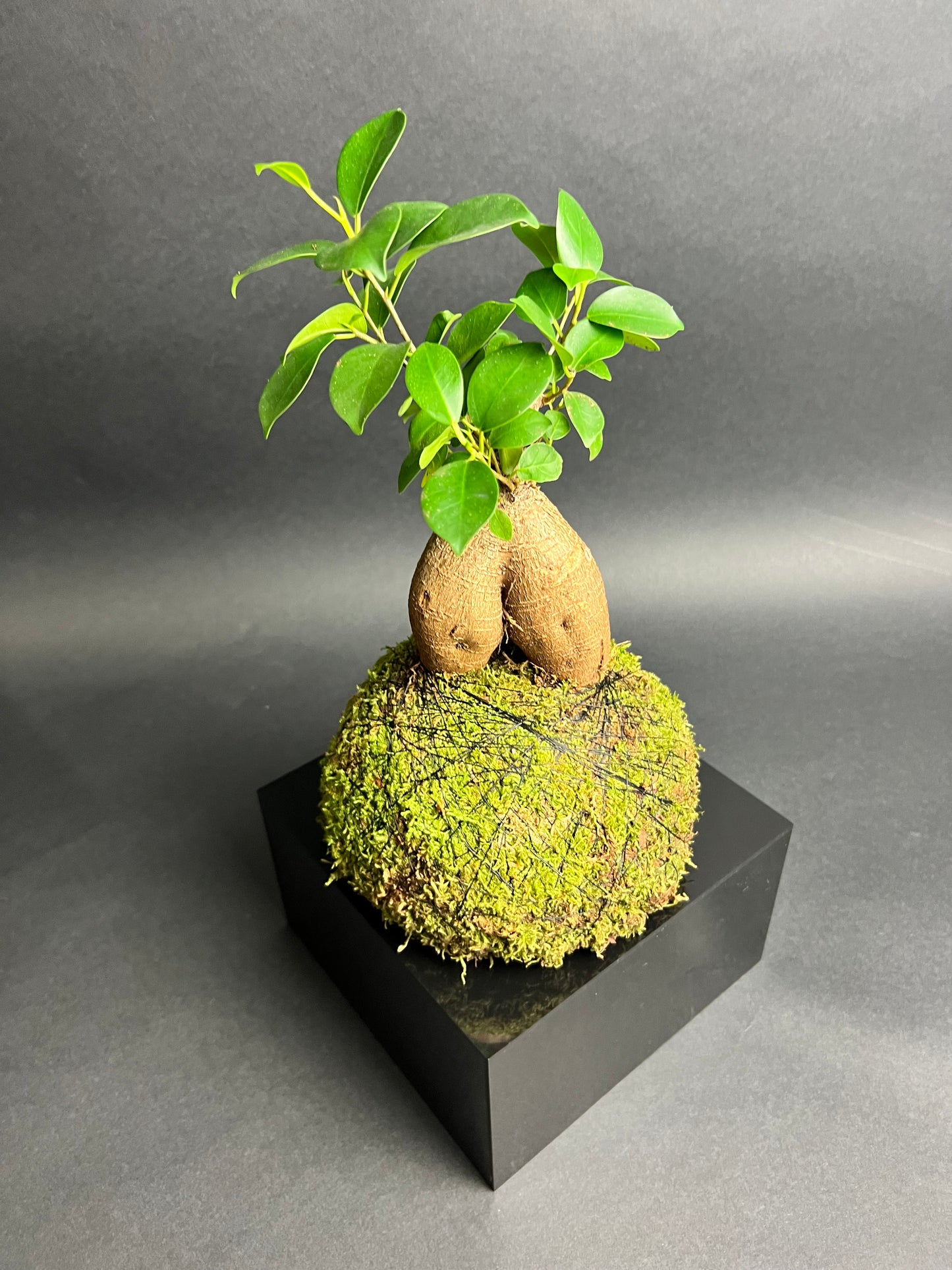 Ficus "Ginseng"