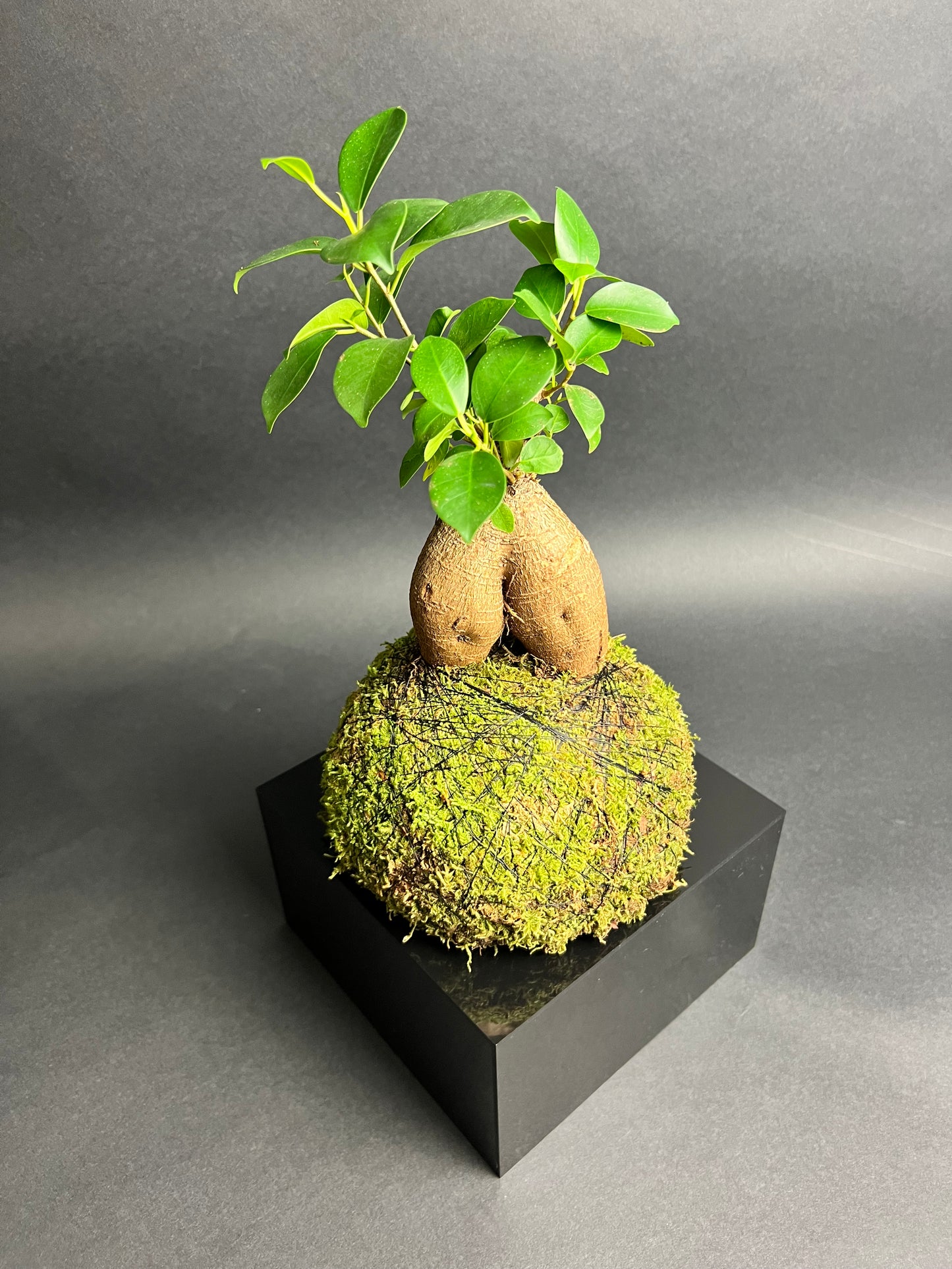 Ficus "Ginseng"