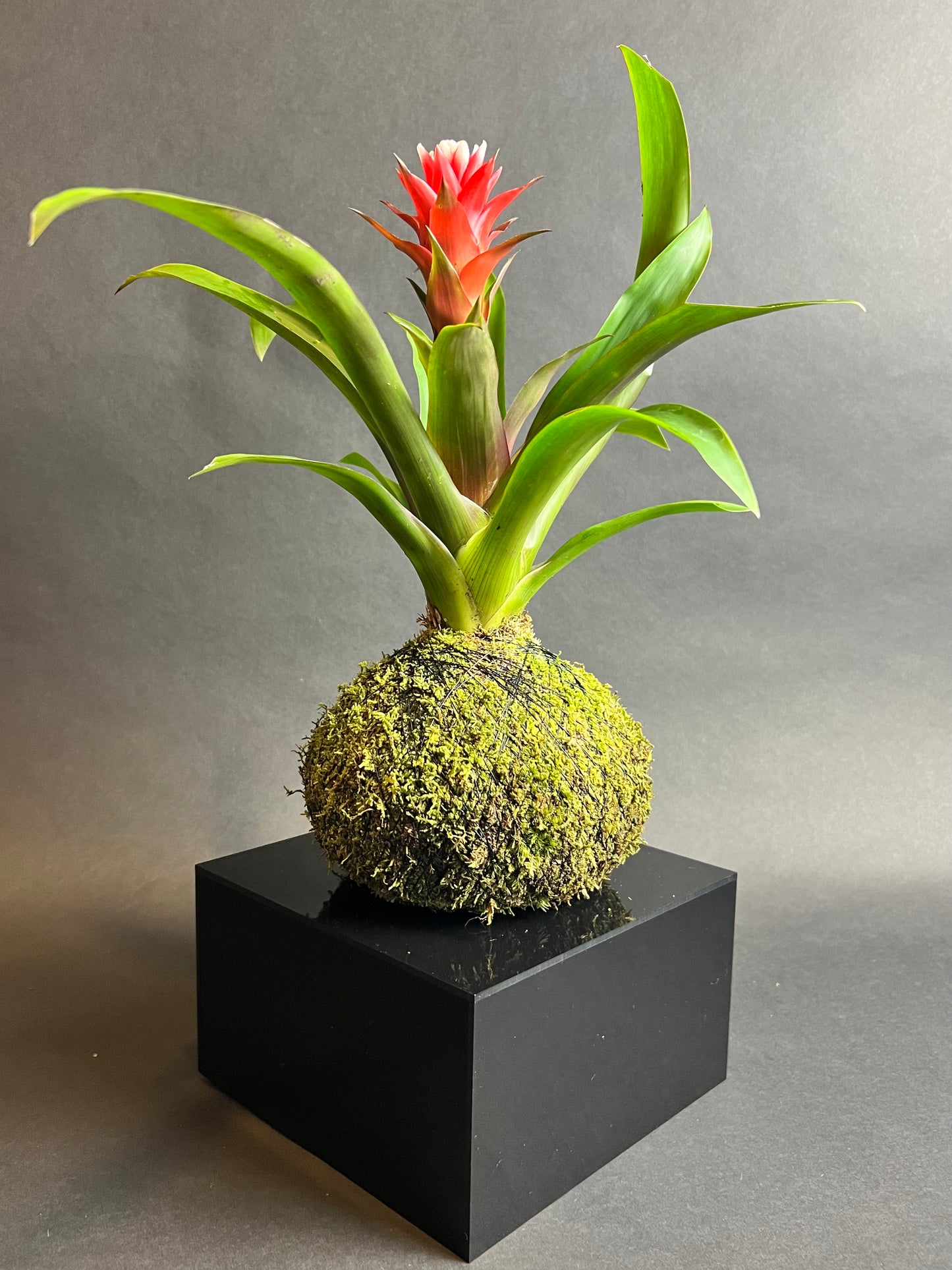 Guzmania Bromeliad