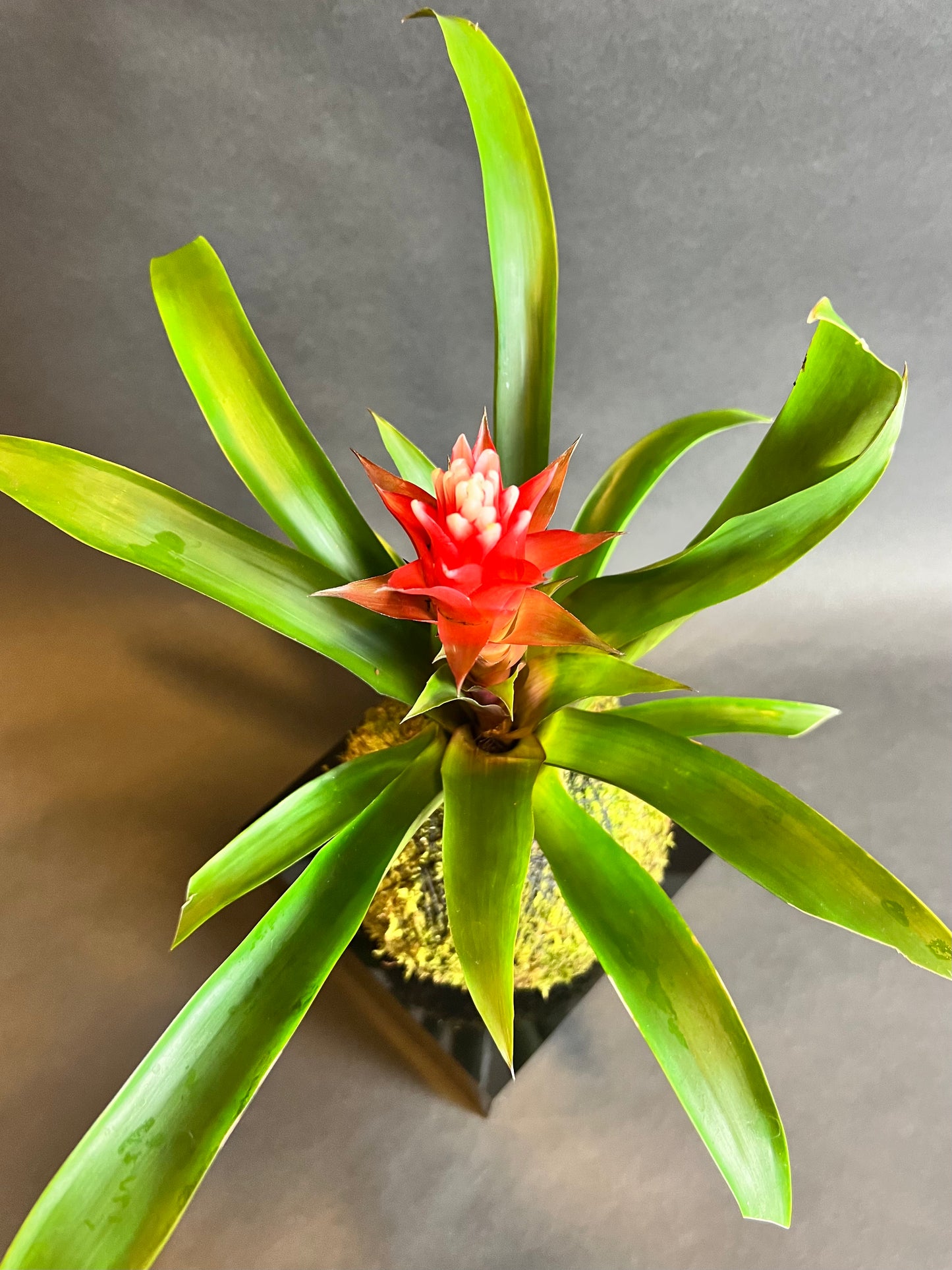 Guzmania Bromeliad