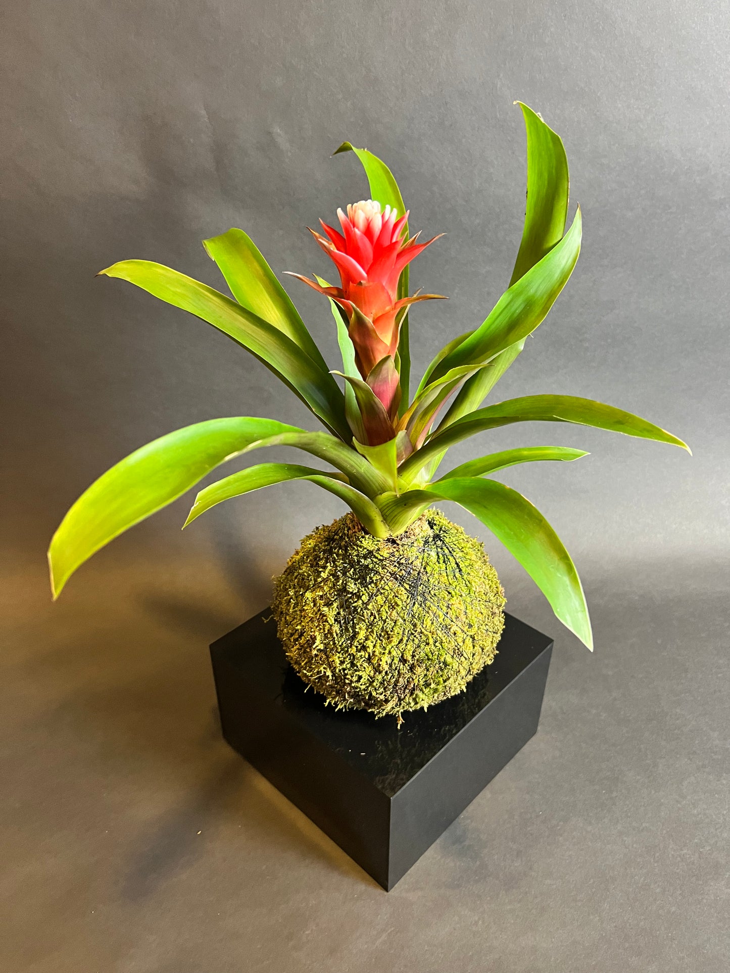 Guzmania Bromeliad