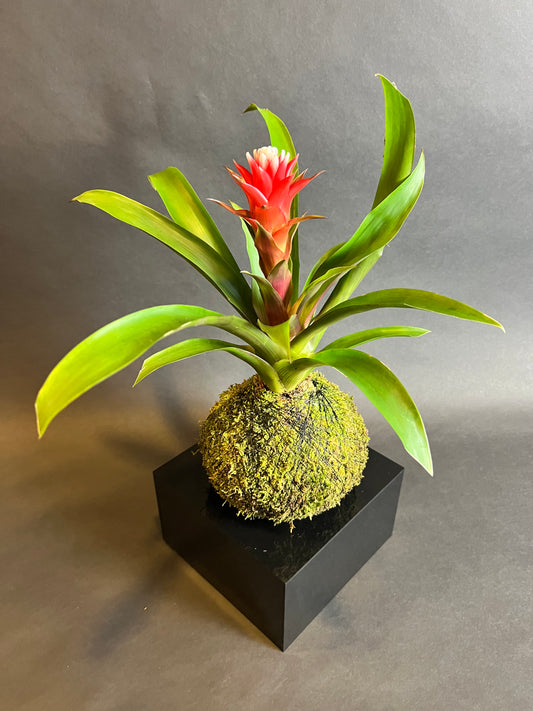 Guzmania Bromeliad