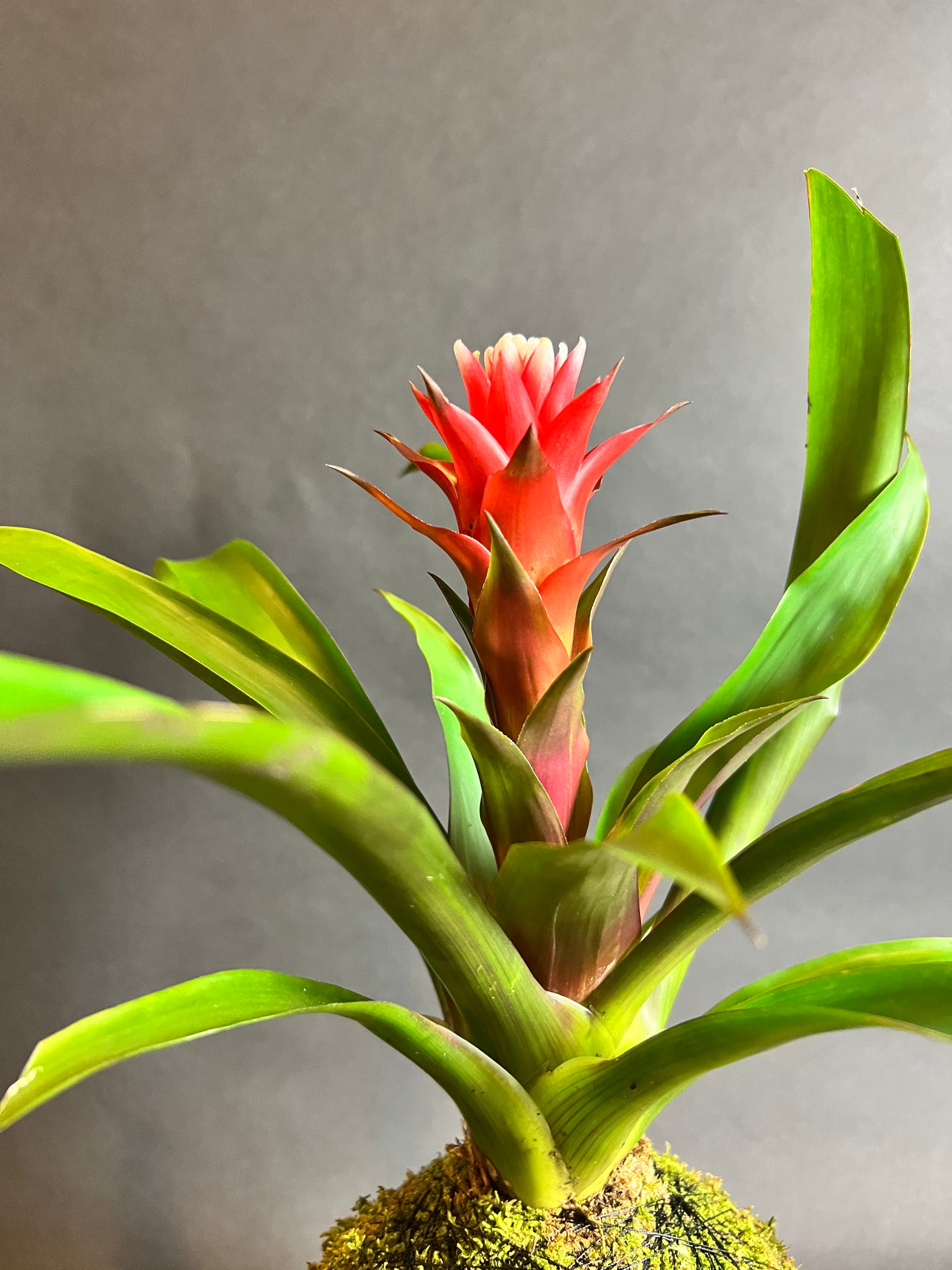 Guzmania Bromeliad