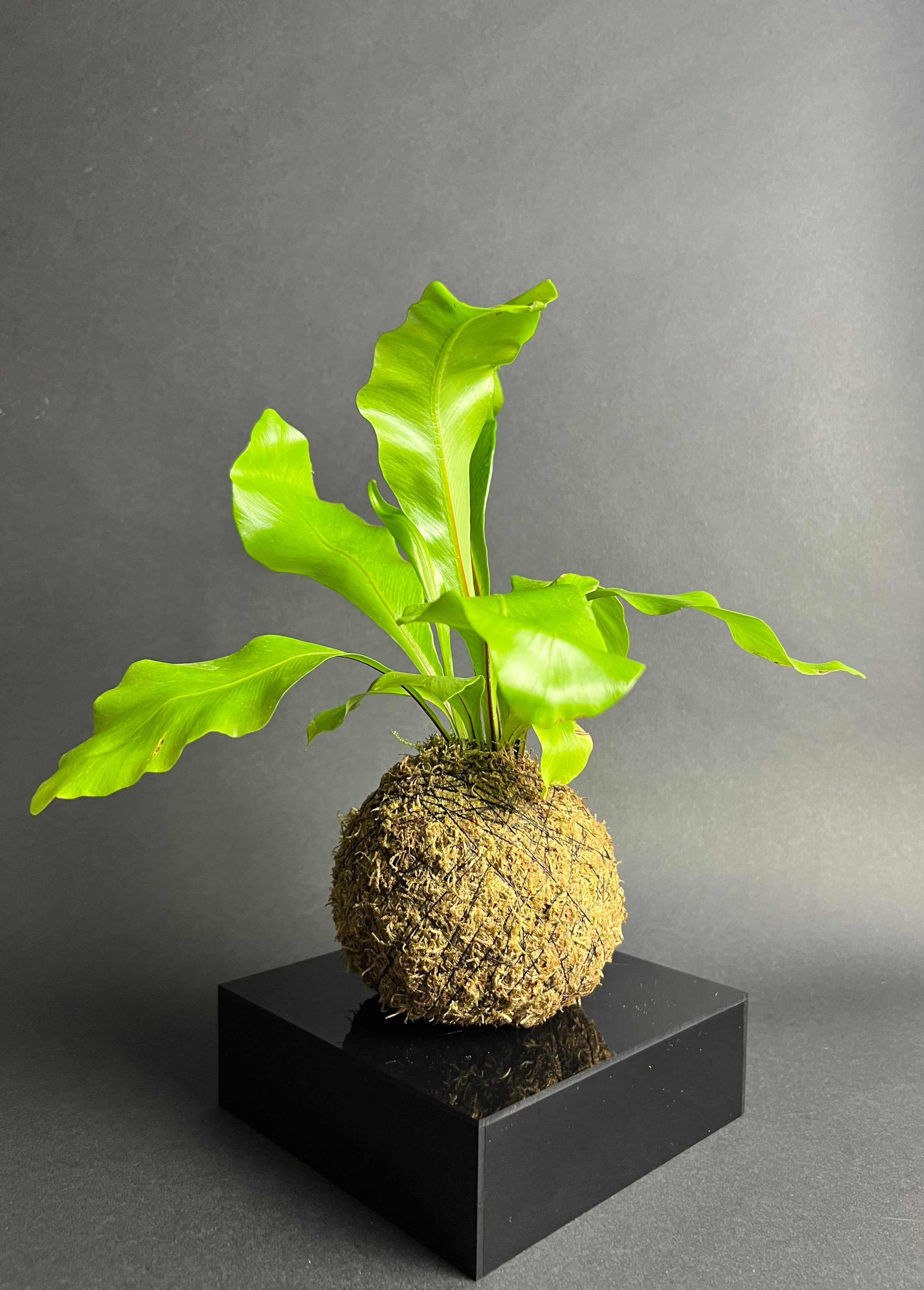 birds nest fern cost Birds Nest Fern – The Modern Forest
