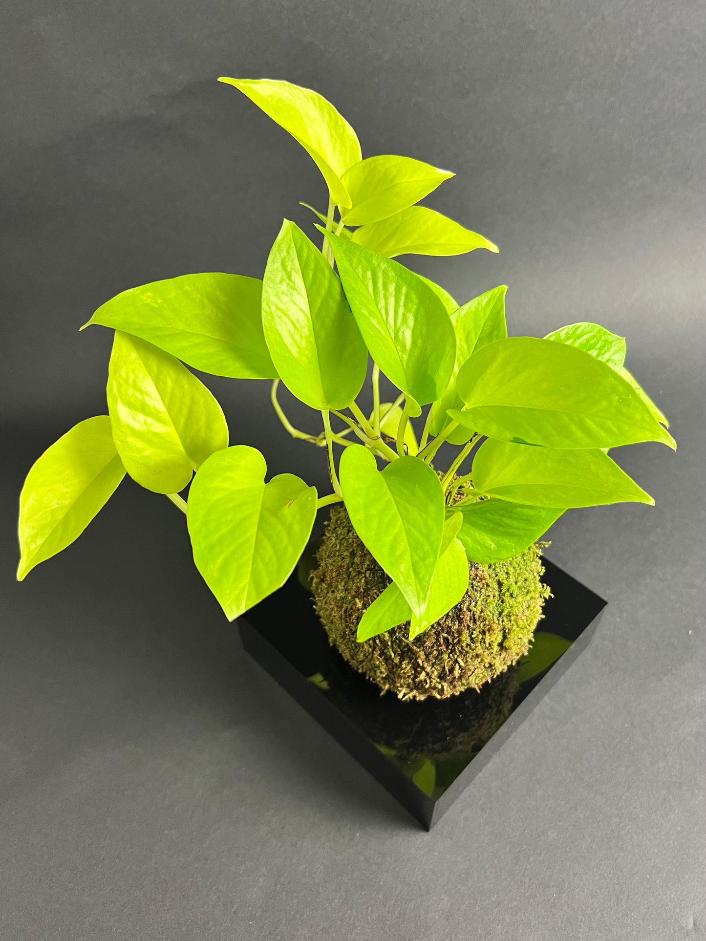 Neon Pothos