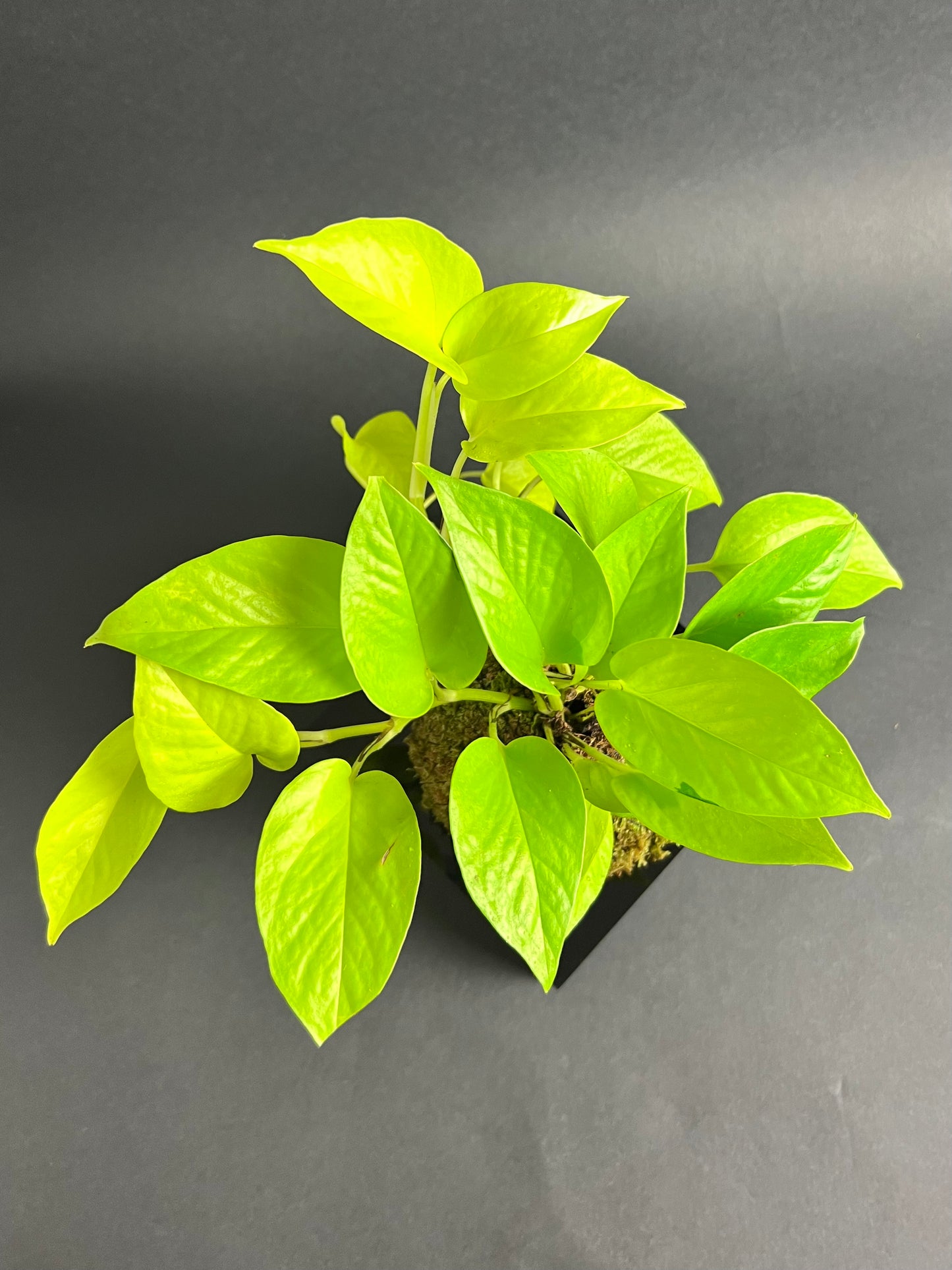 Neon Pothos