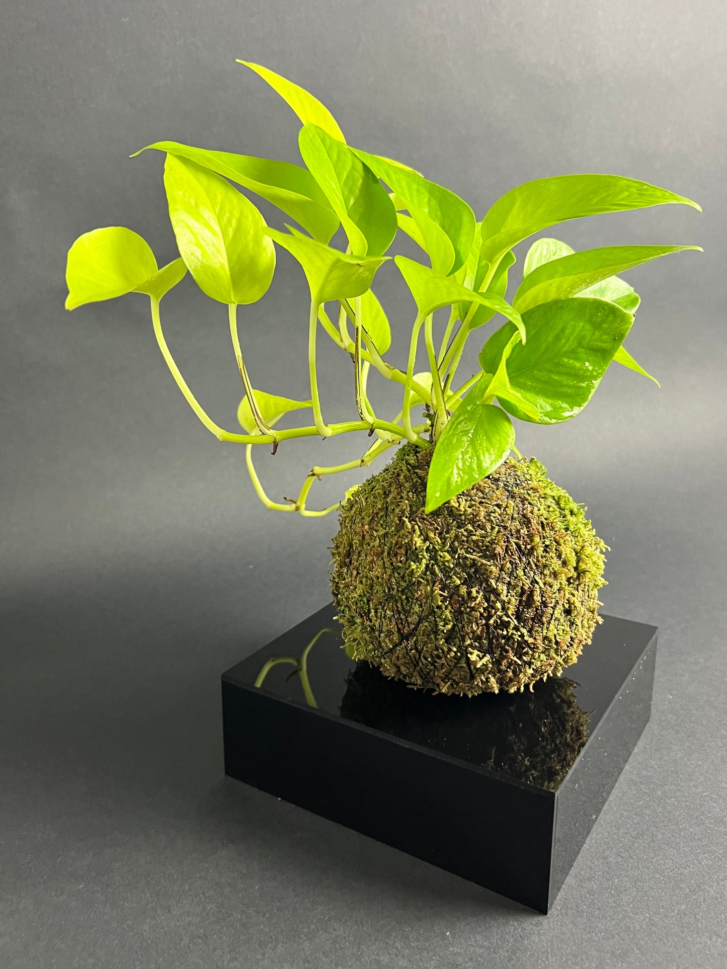 Neon Pothos