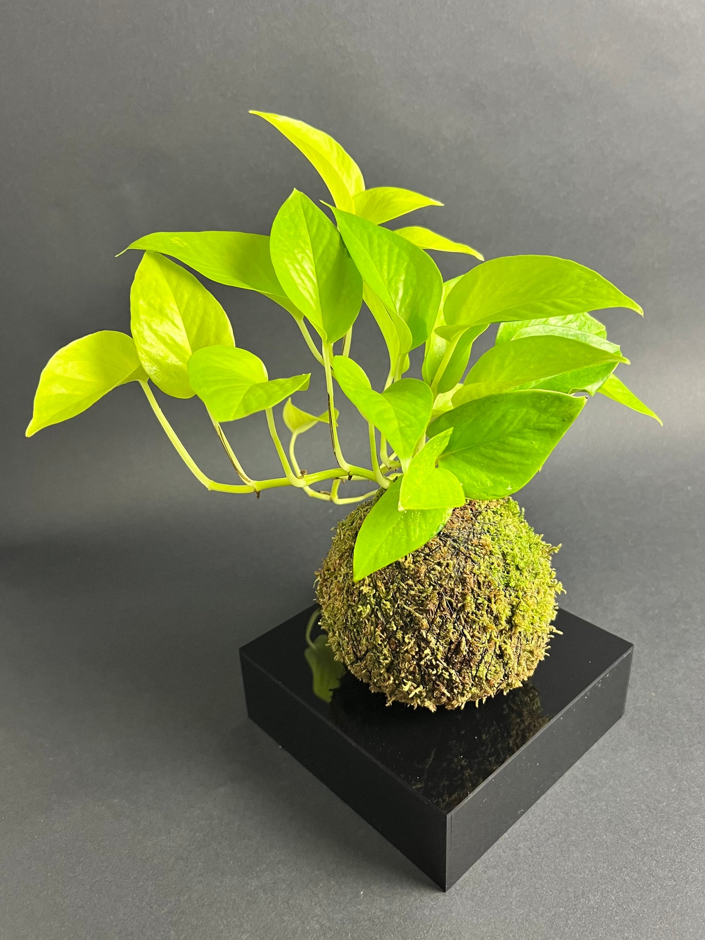 Neon Pothos