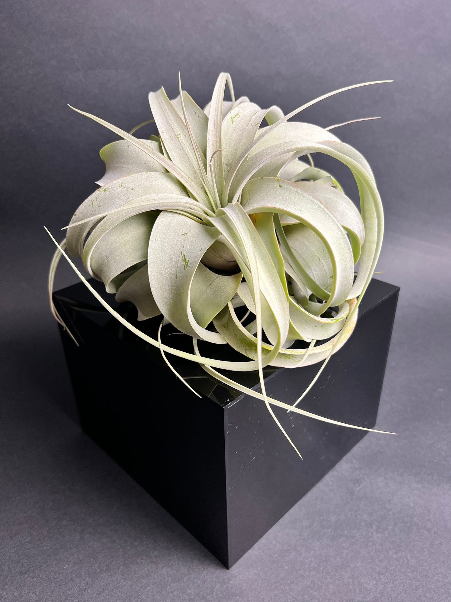 Tillandsia Xerographica