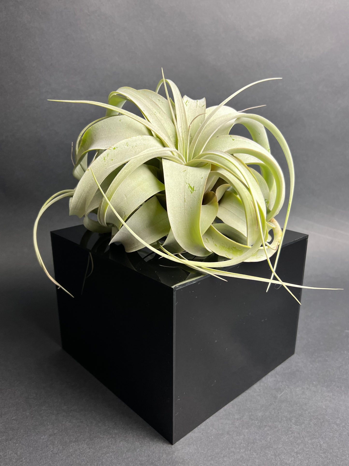 Tillandsia Xerographica