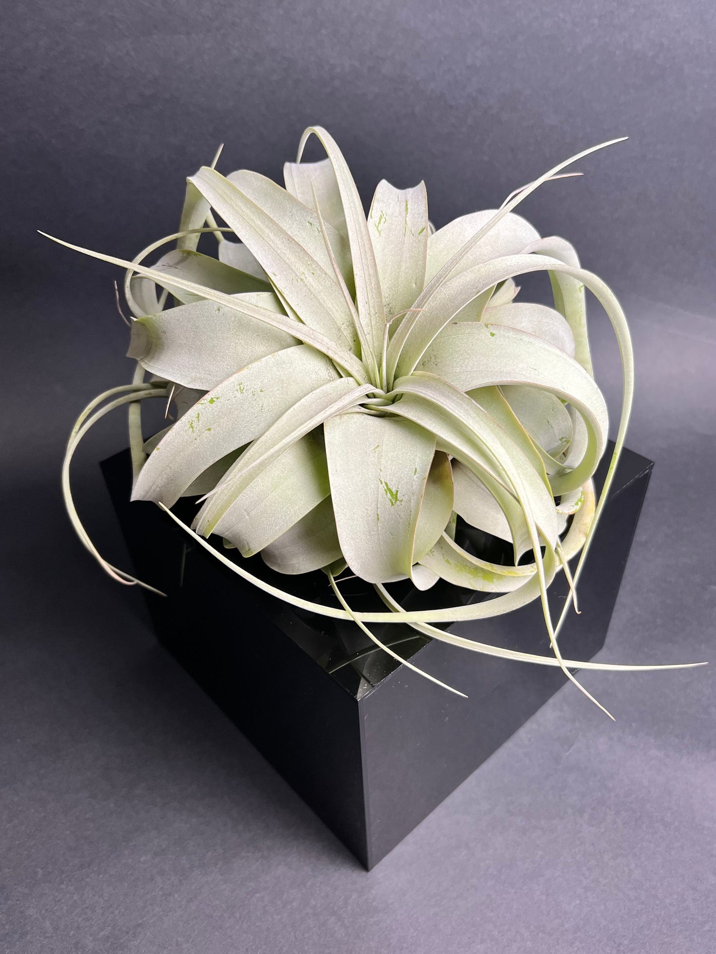 Tillandsia Xerographica