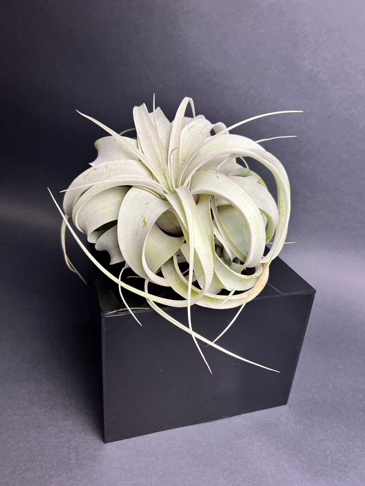 Tillandsia Xerographica